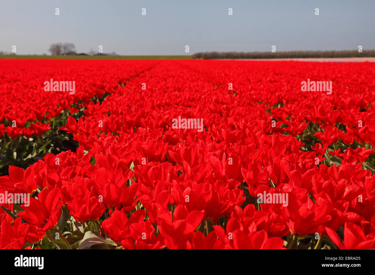 Giardino in comune tulip (Tulipa spec.), campo di tulipani rossi, Paesi Bassi, Julianadorp Foto Stock