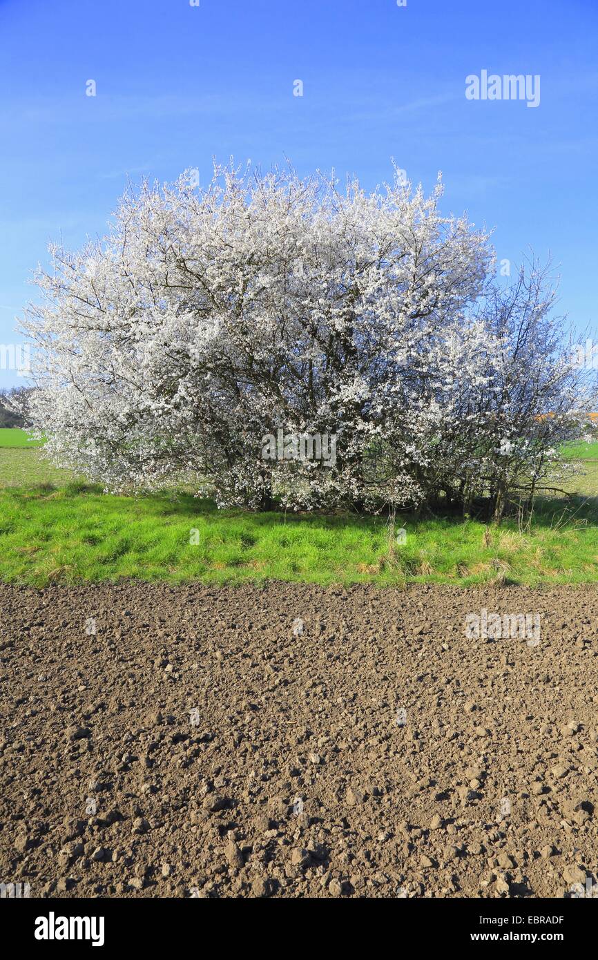 Prugnolo, sloe (Prunus spinosa, fioritura di sloe presso un campo, Germania Foto Stock