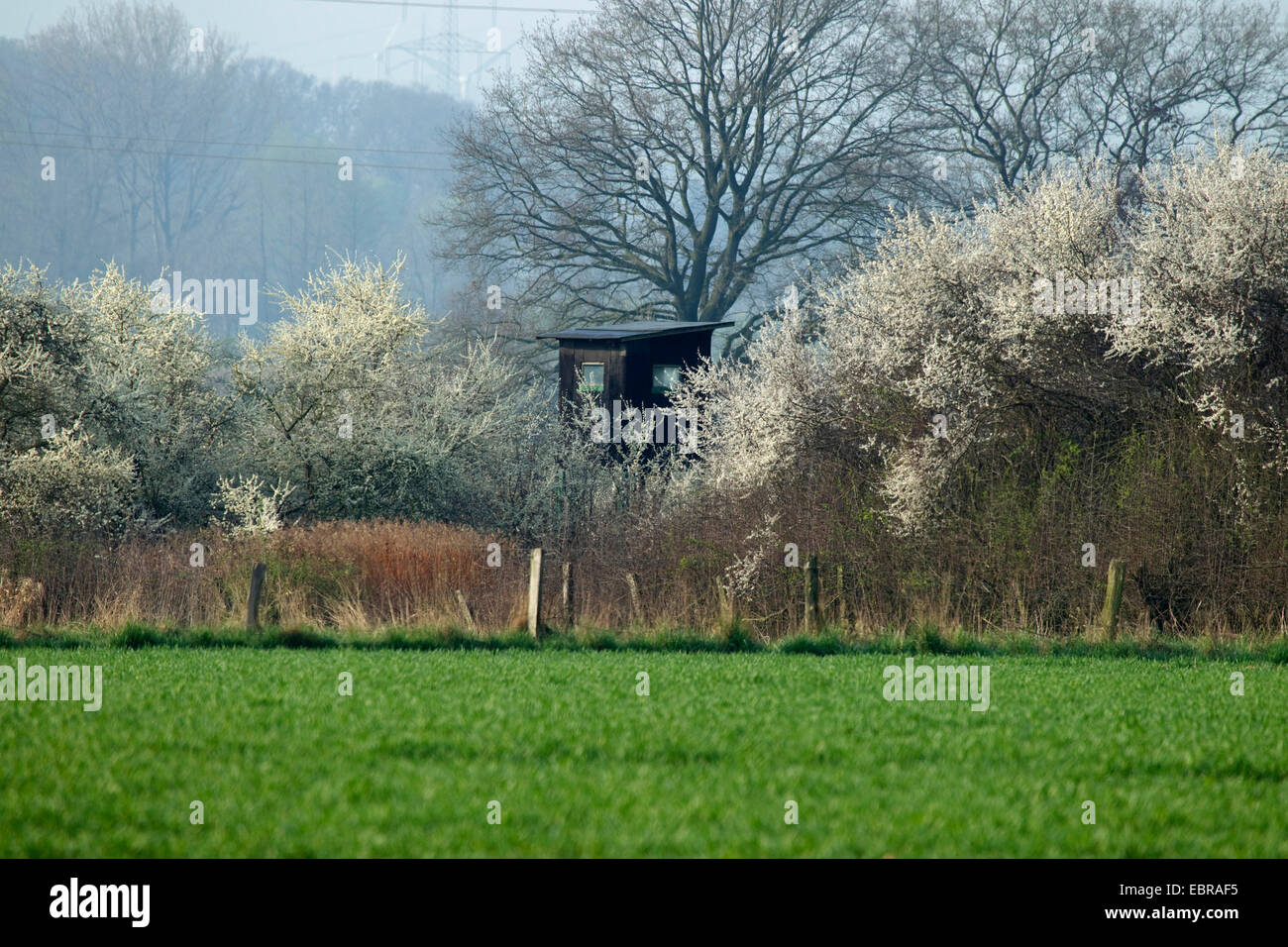 Nascondi sollevata in aprile con la fioritura blackthorns, in Germania, in Renania settentrionale-Vestfalia Foto Stock
