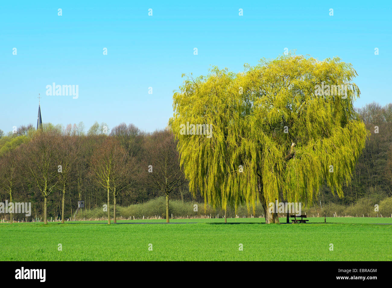 Nana salice grigio (Salix tristis), unica struttura nel verde primavera, in Germania, in Renania settentrionale-Vestfalia, Siegauen Foto Stock