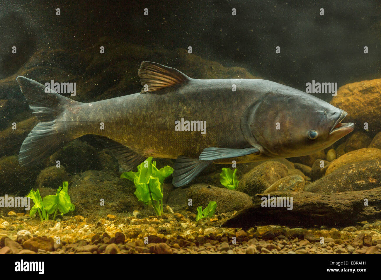 Bighead carp (Hypophthalmichthys nobilis, Aristichthys nobilis), nuoto Foto Stock