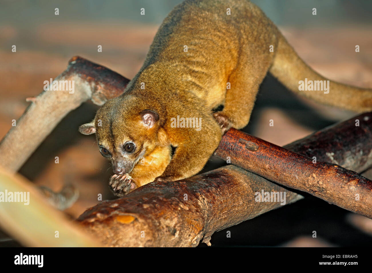 Kinkajou o miele piccolo orso (Potosí flavus) Foto Stock