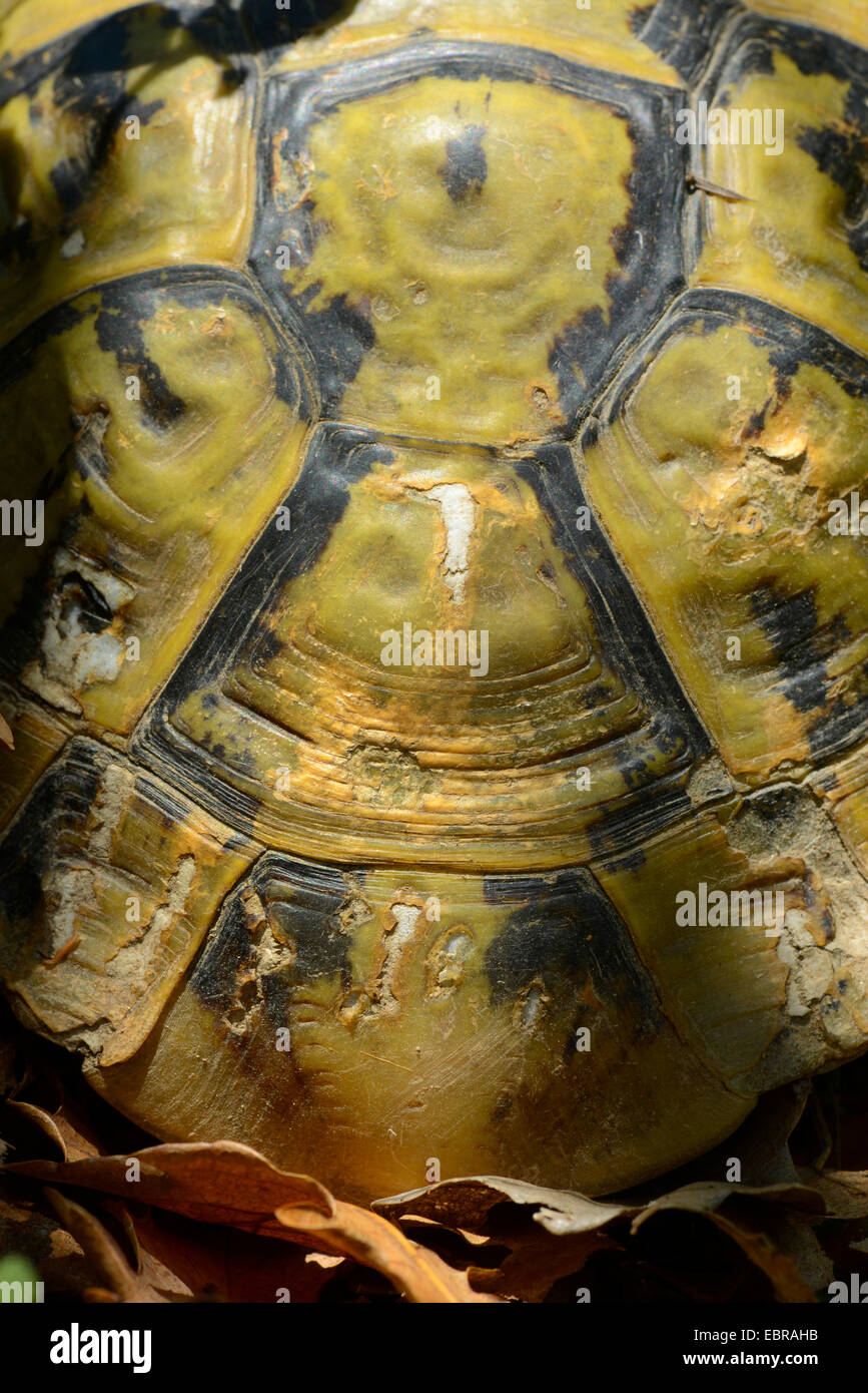 Eurasian sperone-thighed tartaruga, sperone mediterraneo-thighed, tartaruga testuggine comune, tartaruga greca (Testudo graeca ibera, Testudo ibera), il lato superiore di un guscio di tartaruga, Bulgaria, Biosphaerenreservat Ropotamo Foto Stock