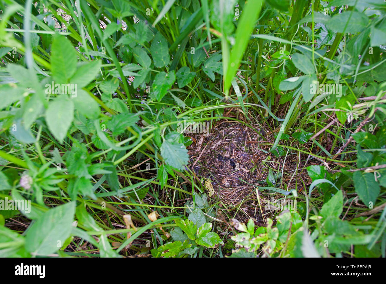 Il germano reale (Anas platyrhynchos), nido sul terreno, Germania Foto Stock