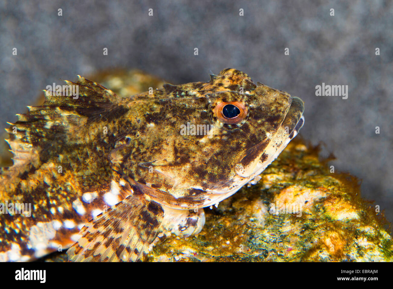 Padre Lasher, shorthorn sculpin, bull rout, bull-rout, corto-spined seascorpion (Myoxocephalus scorpione, Cottus scorpione), ritratto Foto Stock