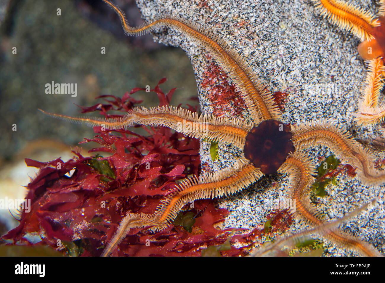 Nero, brittlestar serpente nero-star (Ophiocomina nigra), su una pietra Foto Stock