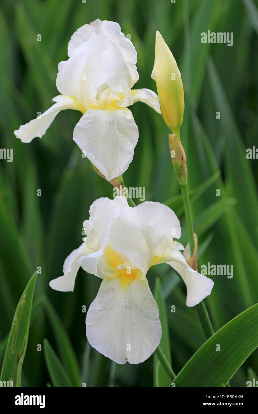 Giardino iris, Tedesco, iris iris barbuto, Fleur de Lis (Iris germanica), fiori Foto Stock