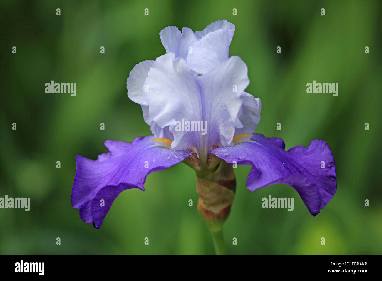Giardino iris, Tedesco, iris iris barbuto, Fleur de Lis (Iris germanica), fiore Foto Stock
