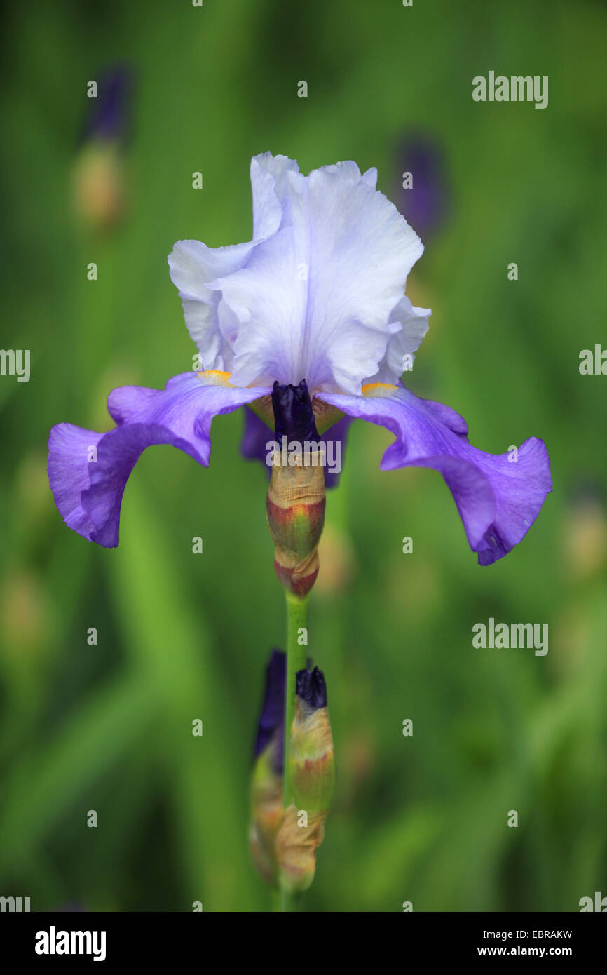 Giardino iris, Tedesco, iris iris barbuto, Fleur de Lis (Iris germanica), fiore Foto Stock