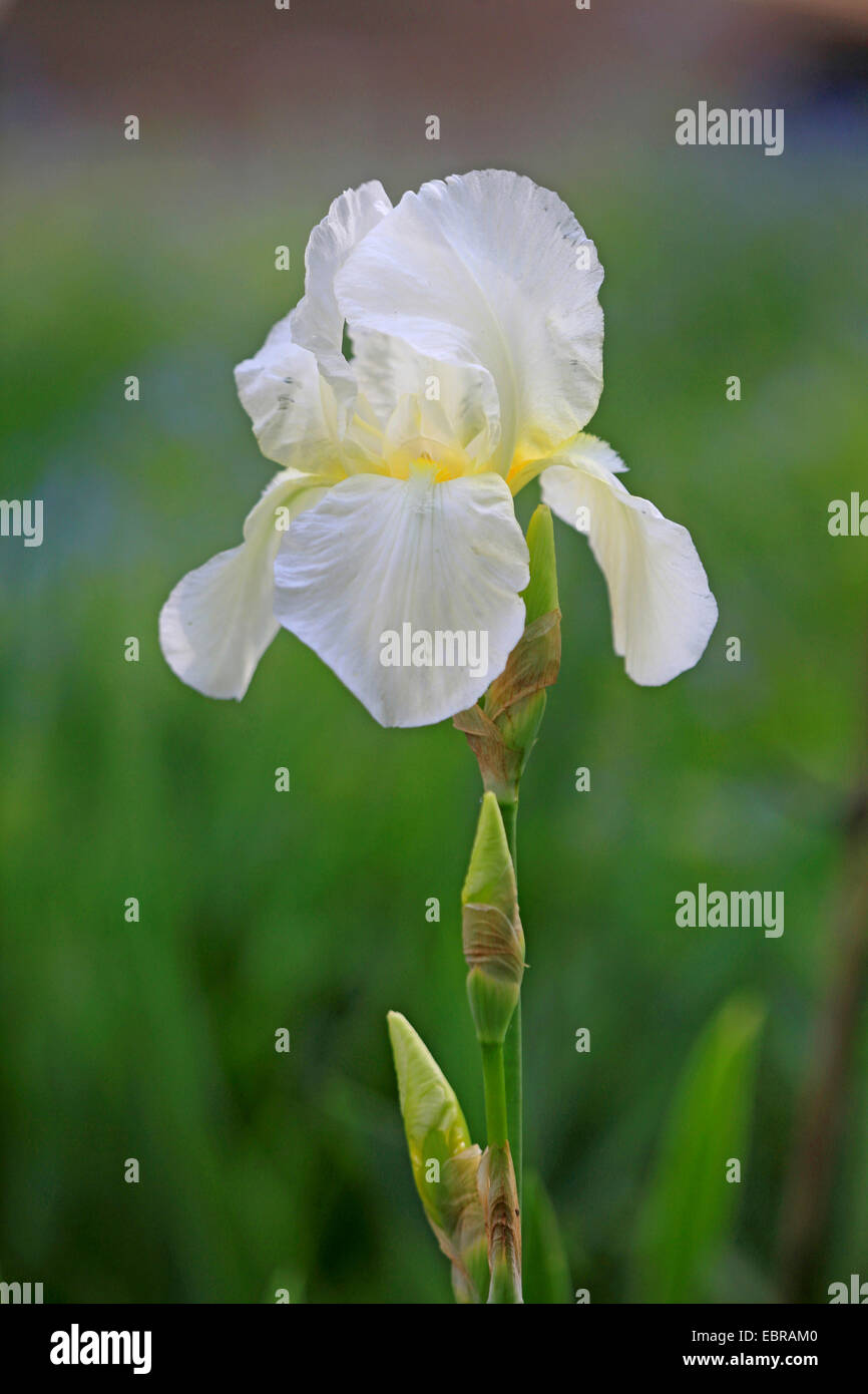 Giardino iris, Tedesco, iris iris barbuto, Fleur de Lis (Iris germanica), fiore Foto Stock