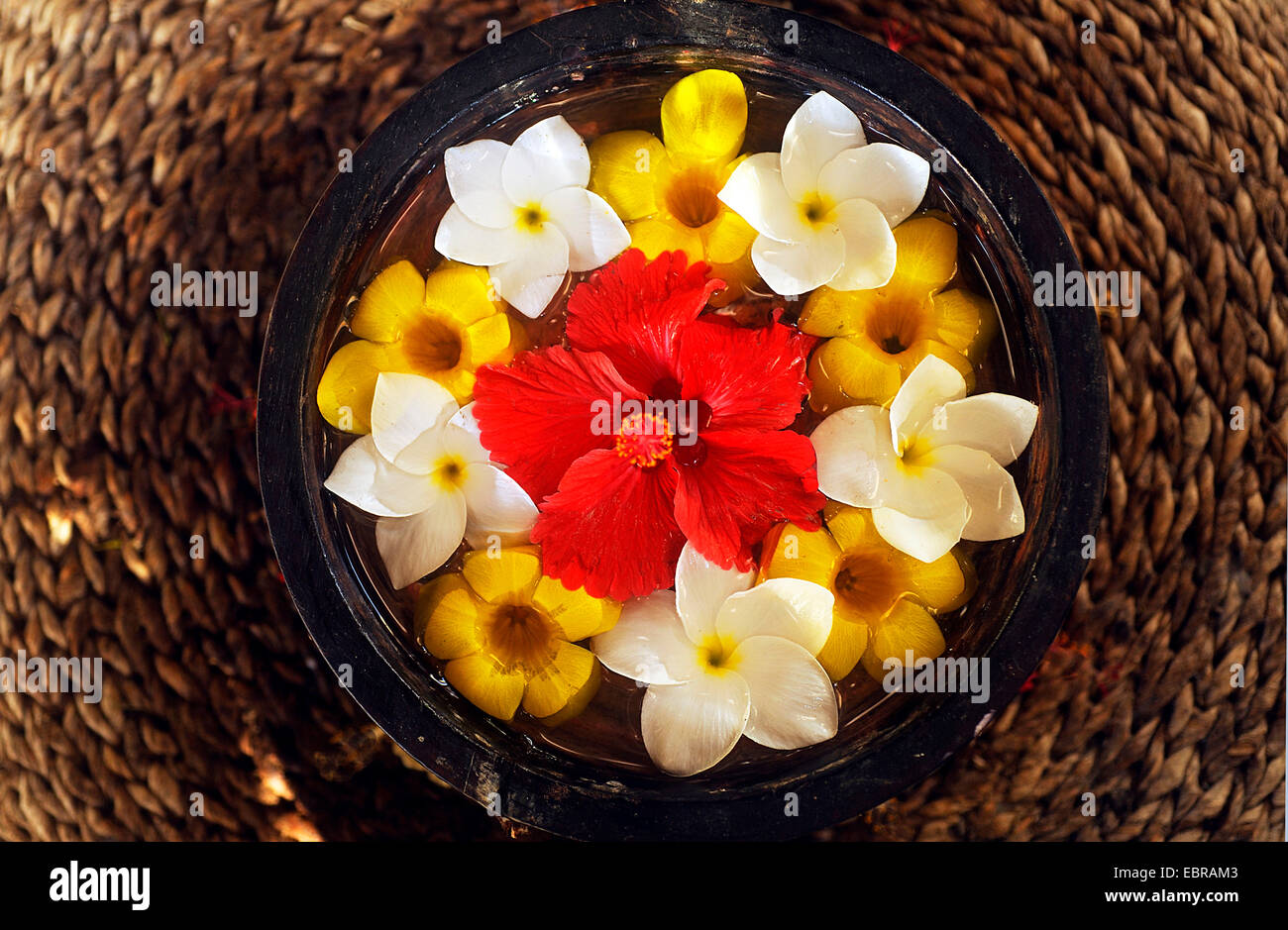 Fiori tropicali in una pentola per la decorazione, Seicelle Foto Stock