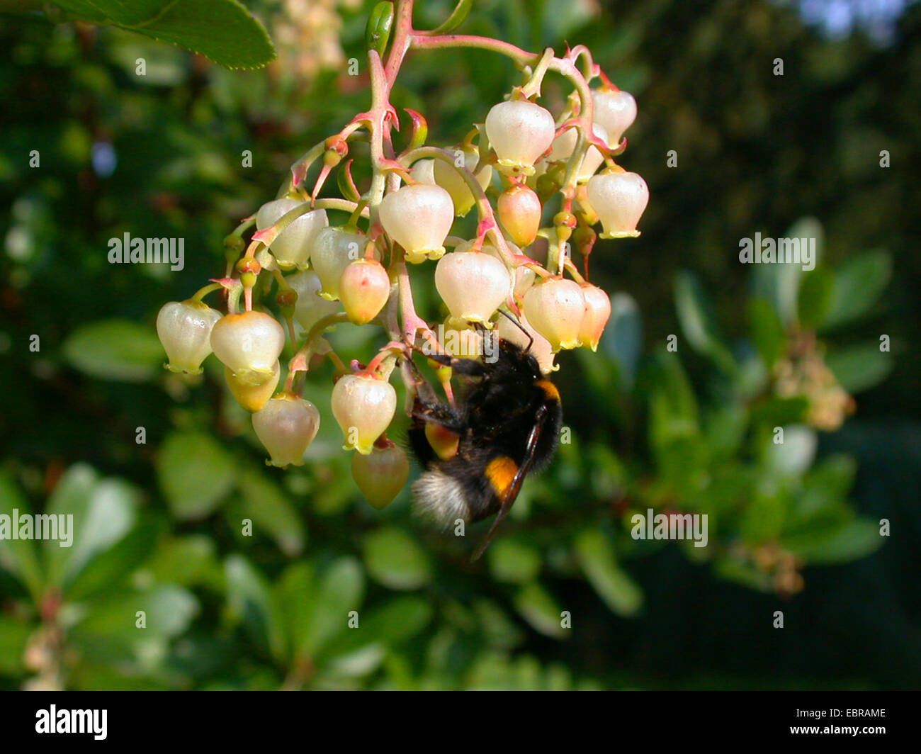 Killarney corbezzolo (Arbutus unedo), fiori con Bumble Bee Foto Stock