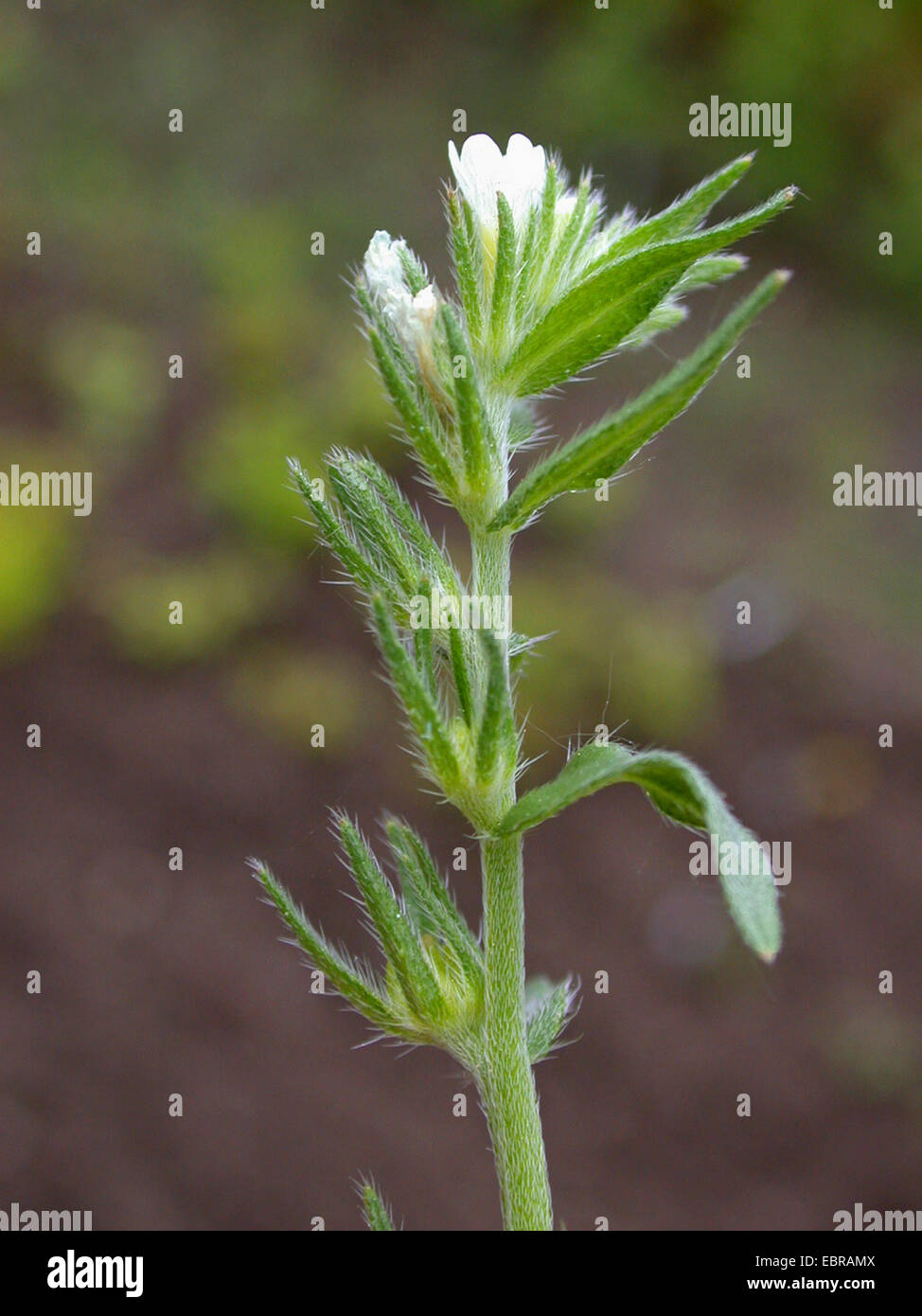 Il mais gromwell (Lithospermum arvense, Buglossoides arvense), infiorescenza, Germania Foto Stock