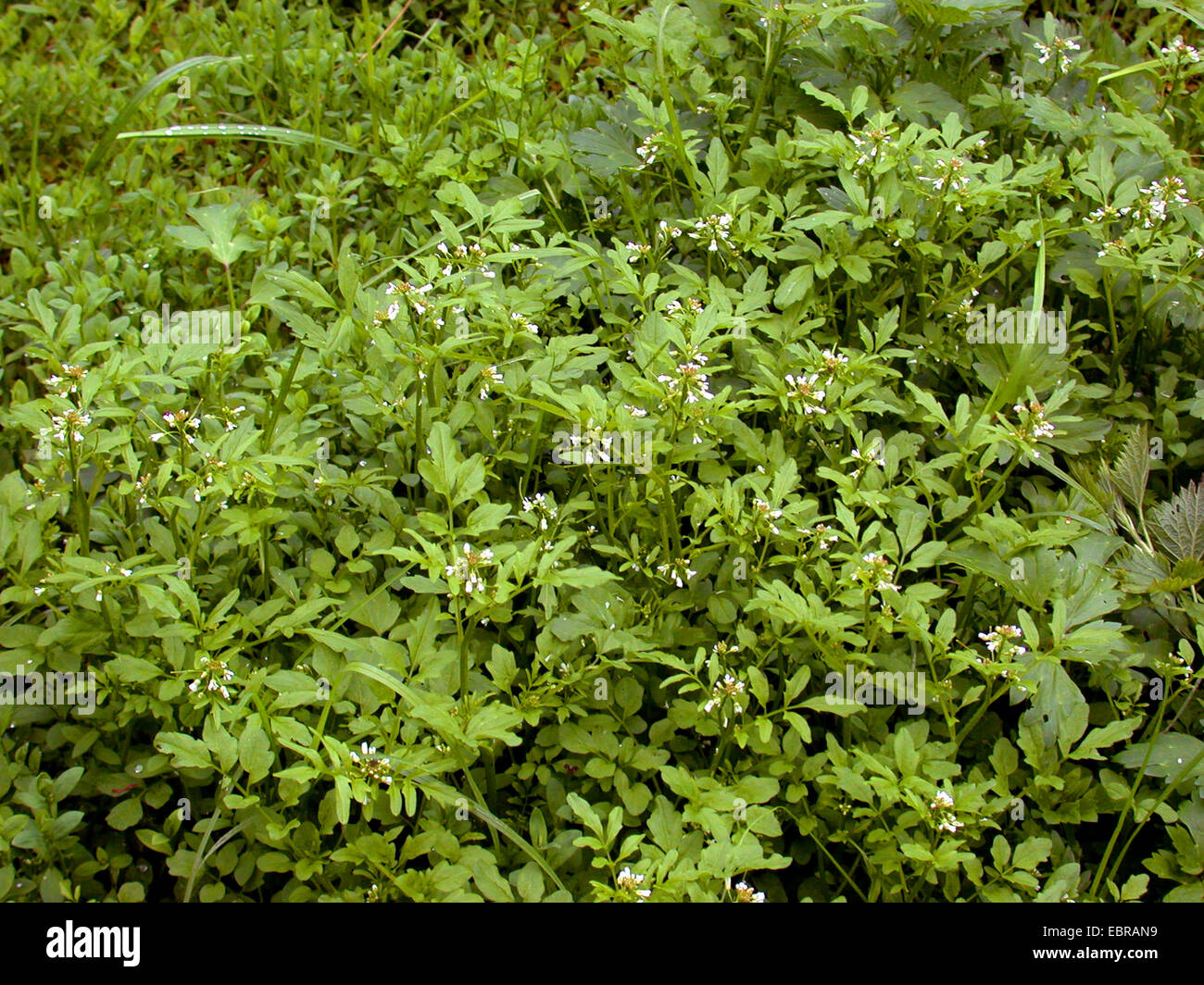 Ondulata di amaro il crescione (Cardamine flexuosa), gruppo, Germania Foto Stock