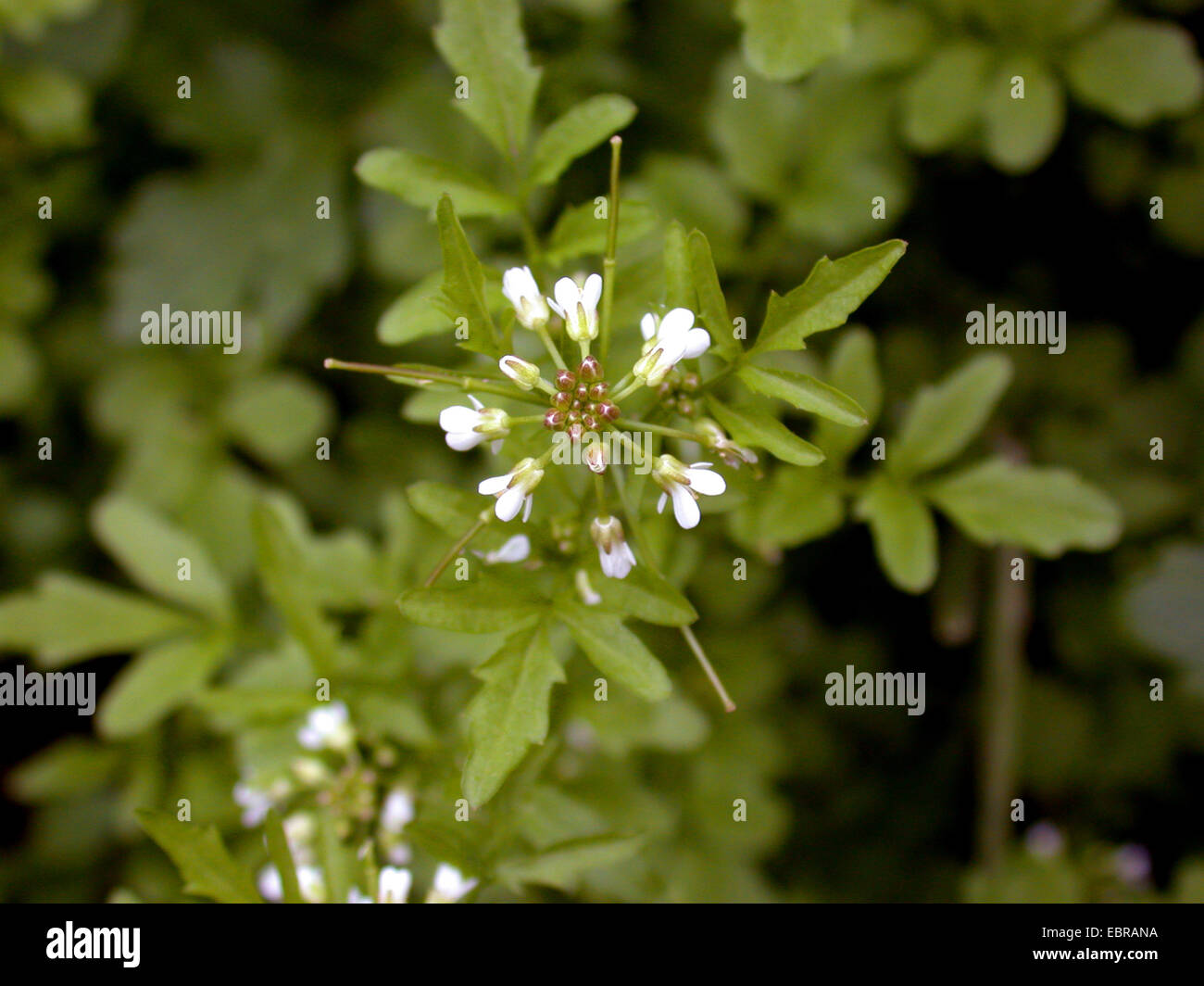 Ondulata di amaro il crescione (Cardamine flexuosa), fioritura, Germania Foto Stock