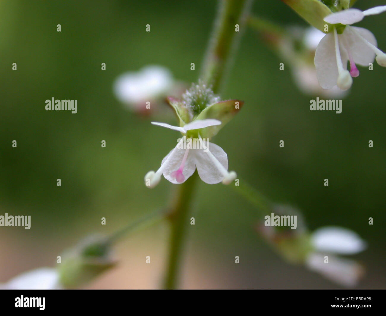 Incantatore's-nightshade (Circaea lutetiana), fiori, Germania Foto Stock