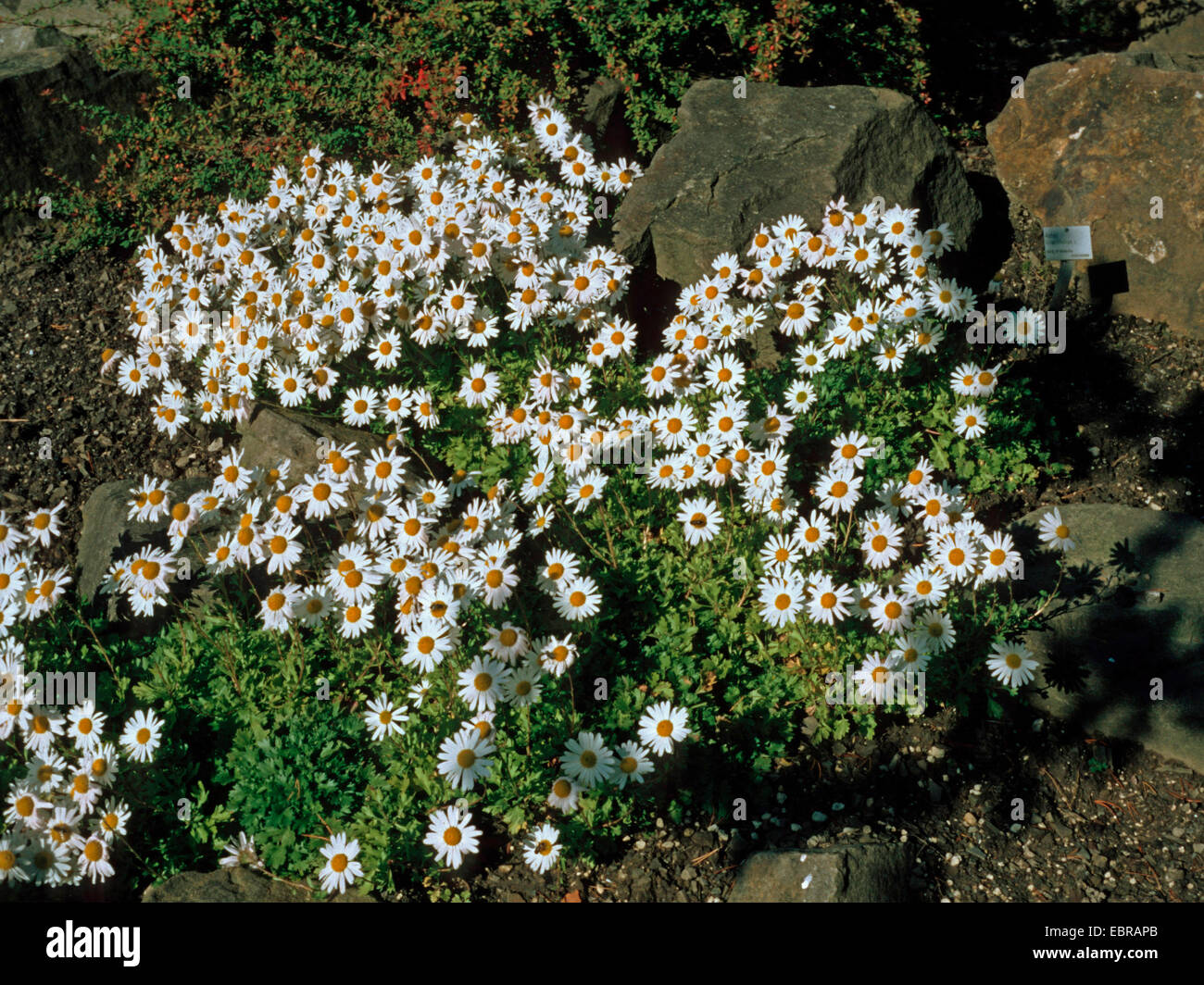 Arctic daisy (Dendranthema arcticum, crisantemo arcticum, Arcanthemum arcticum), fioritura Foto Stock