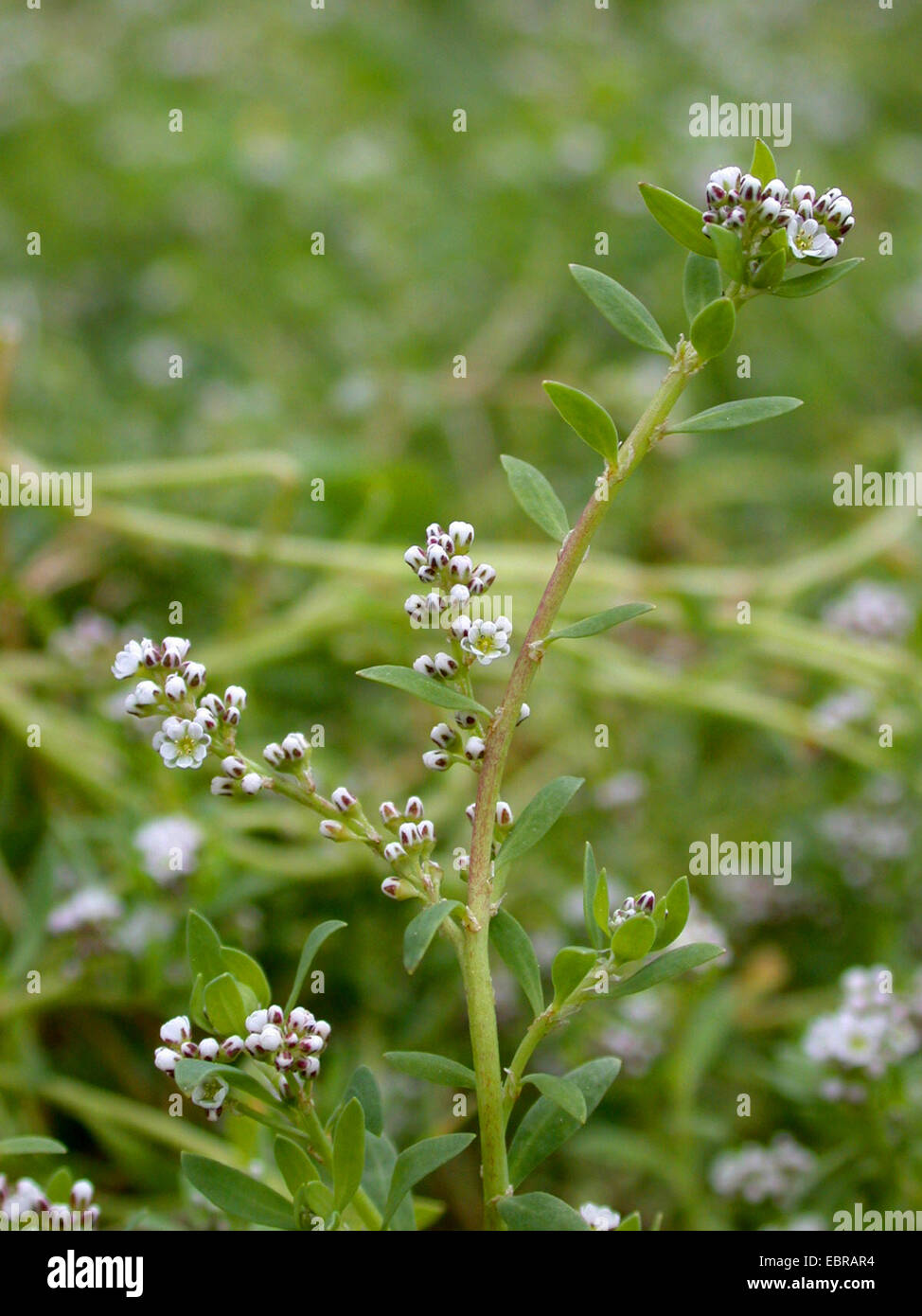 Strapwort (Corrigiola literalis), fioritura, Germania Foto Stock