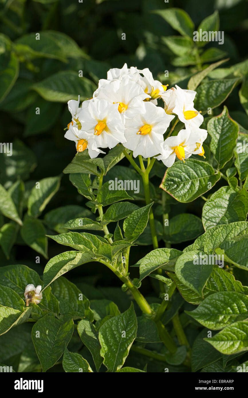 Patata (solanum tuberosum), fioritura di piante di patata Foto Stock