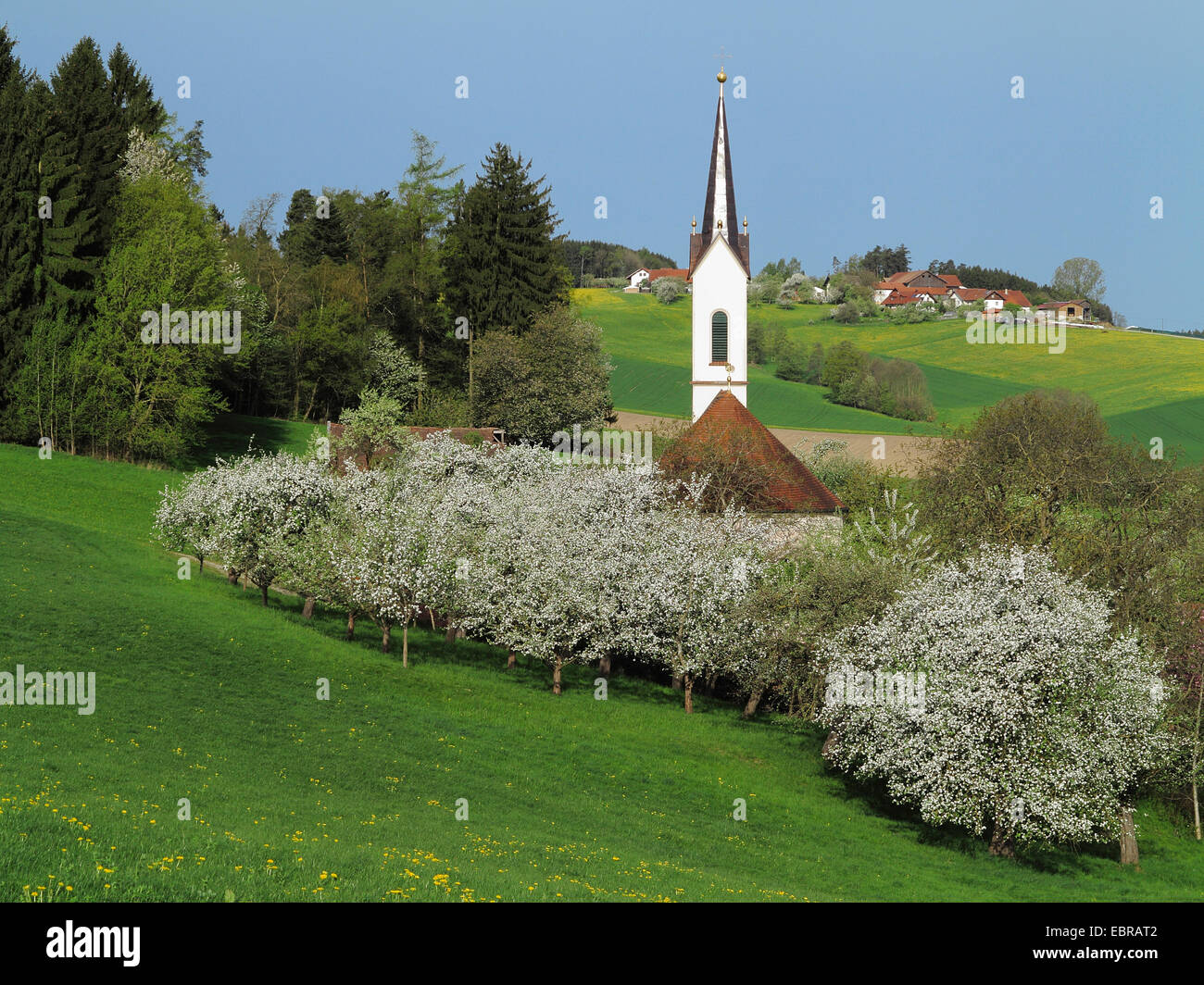 Piccola chiesa all'Alpine foreland tra prati di fioritura degli alberi da frutto, in Germania, in Baviera Foto Stock