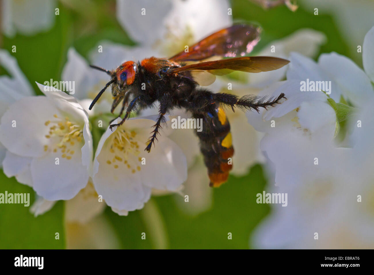 Scolid wasp su un fiore bianco, Croazia, Istria Foto Stock