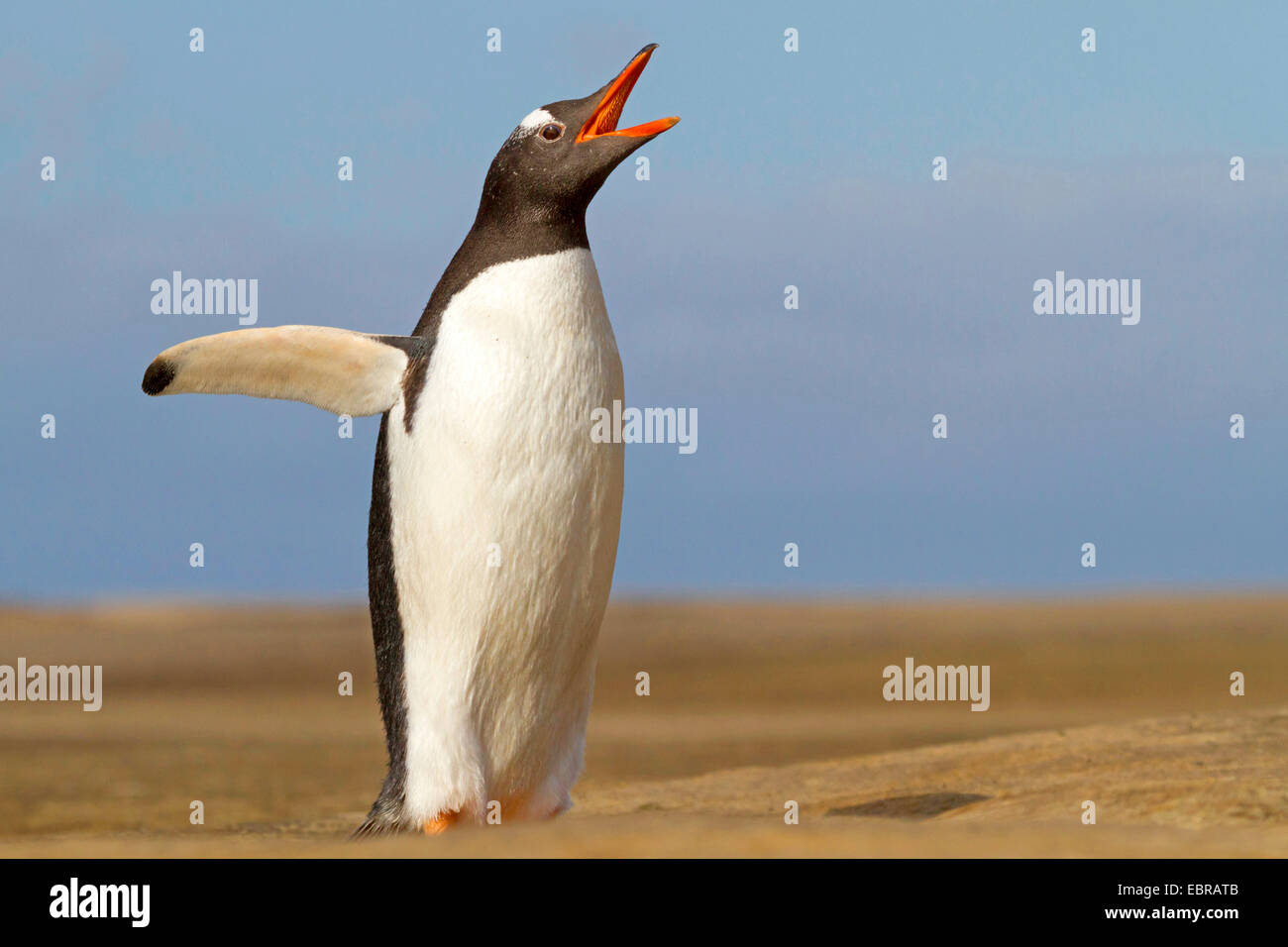 Pinguino gentoo (Pygoscelis papua), sbattimenti ali e chiamando, Antartide, Isole Falkland Foto Stock