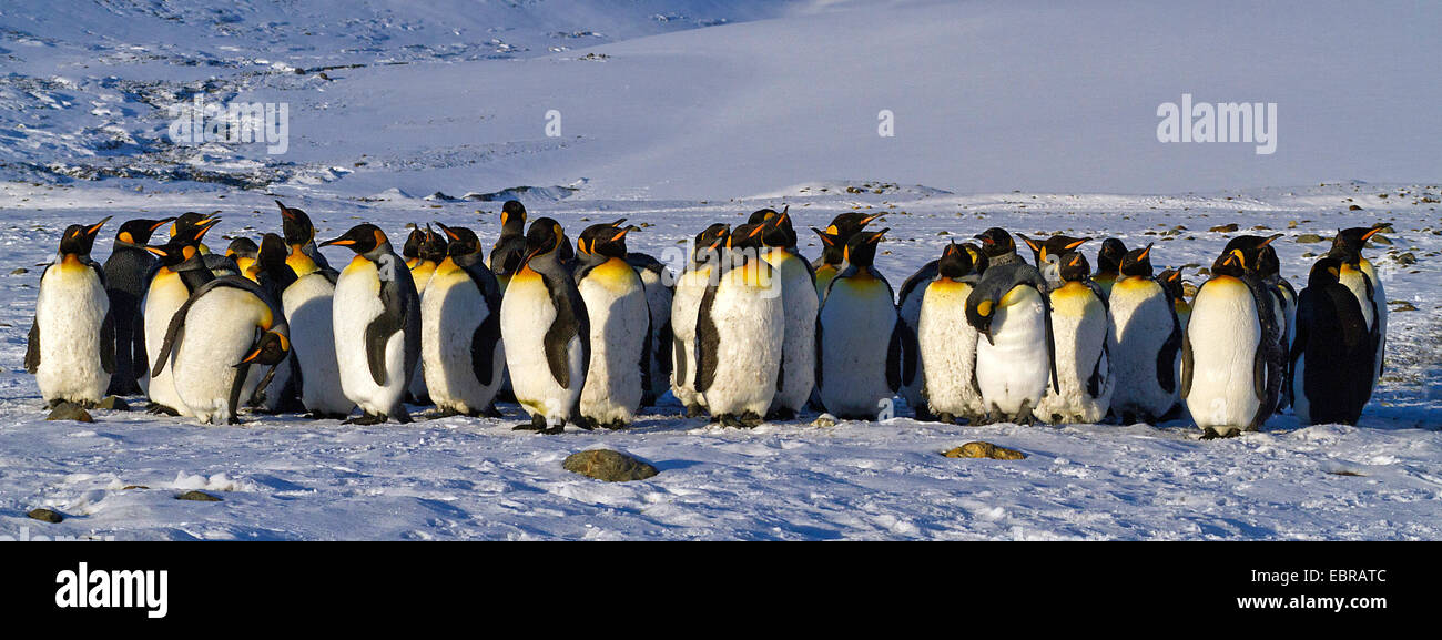 Pinguino reale (Aptenodytes patagonicus), gruppo di neve Antartide, Suedgeorgien, St Andrews Bay Foto Stock