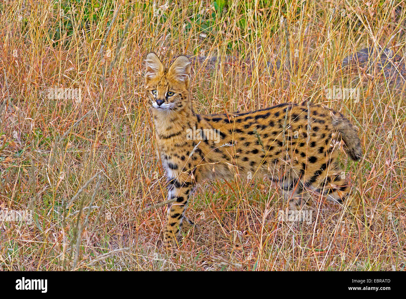 Serval (Leptailurus serval, Felis serval), in erba secca della savana, Kenia Masai Mara National Park Foto Stock