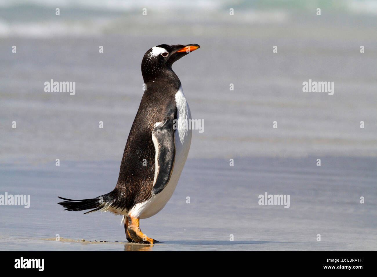 Pinguino gentoo (Pygoscelis papua), sorge sulla spiaggia, Antartide, Isole Falkland Foto Stock