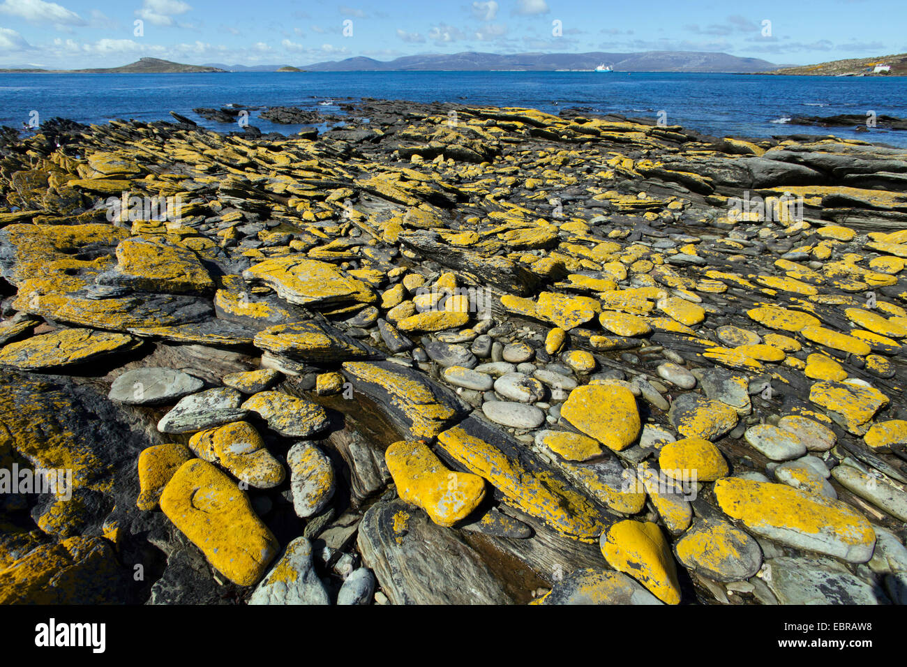 Costa sassosa presso le Isole Falkland, Antartide, Isole Falkland, Isola di carcassa Foto Stock