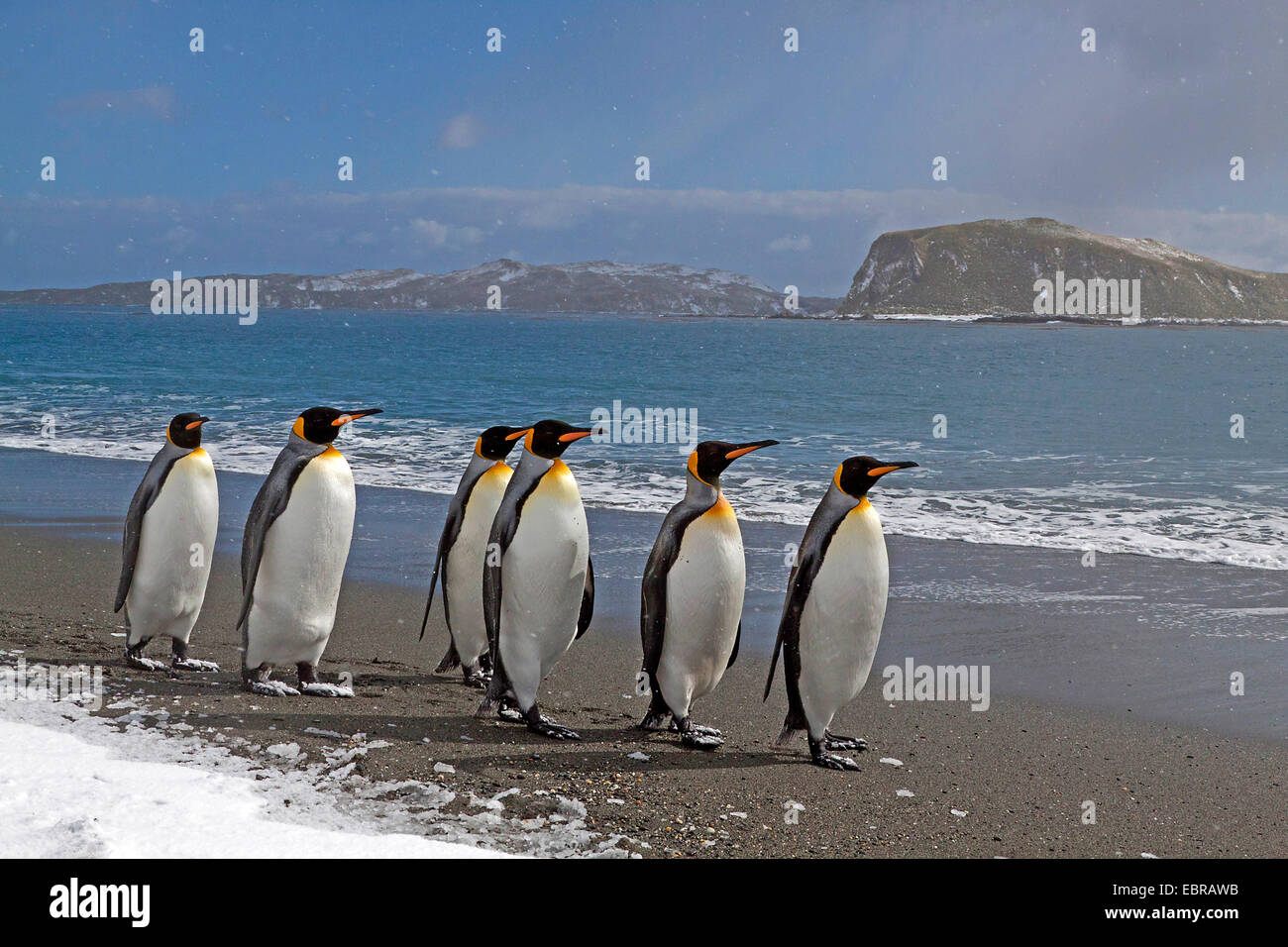 Pinguino reale (Aptenodytes patagonicus), boiacca a snowy costa dell'Oceano Atlantico, l'Antartide, Suedgeorgien, St Andrews Bay Foto Stock