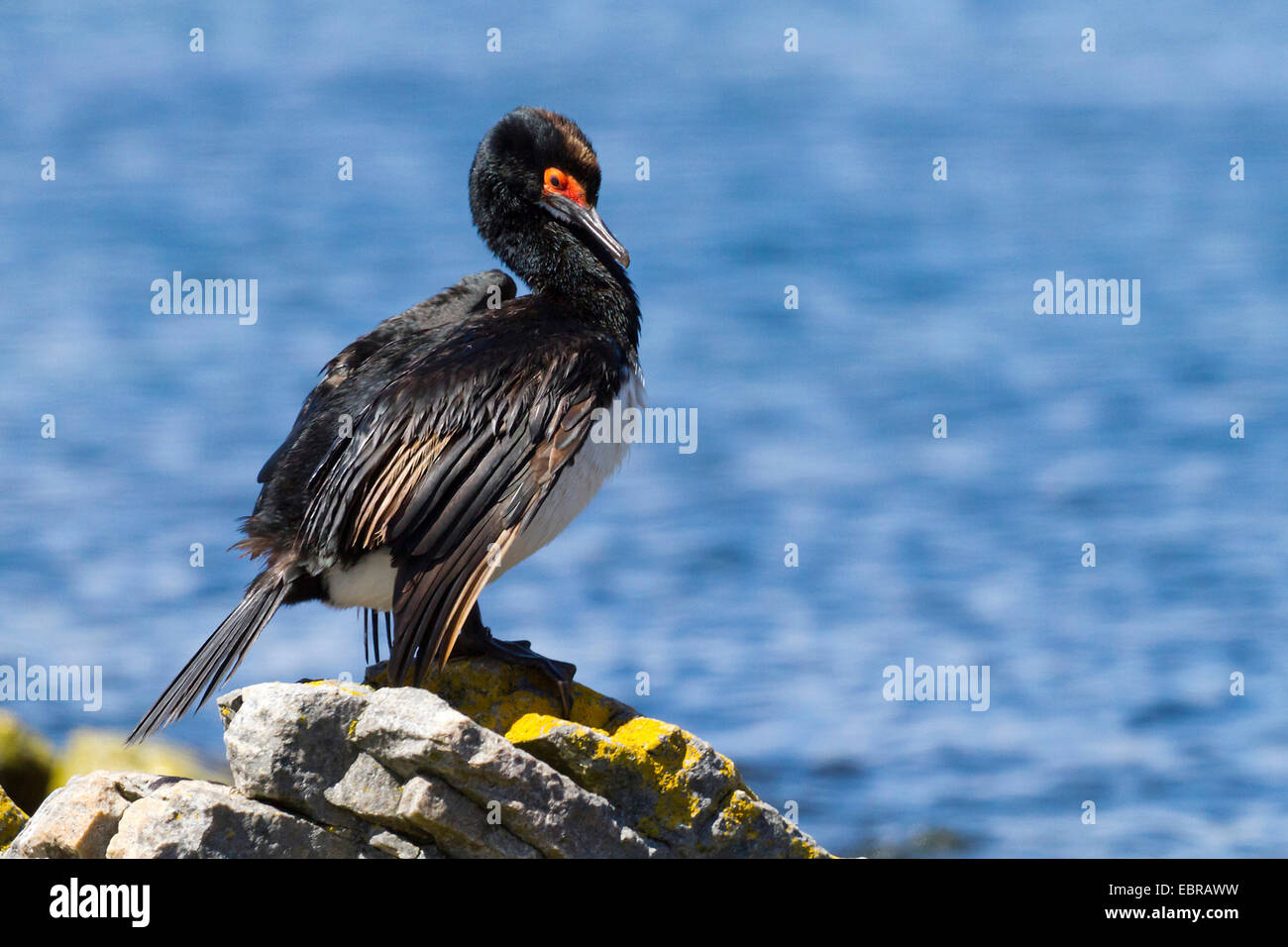 Magellan cormorano (Phalacrocorax magellanicus), su una roccia sulla riva, Antartide, Isole Falkland, Isola di carcassa Foto Stock