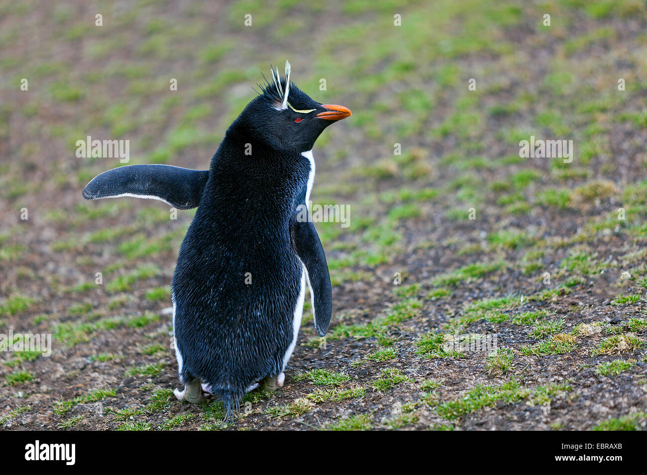 Pinguino saltaroccia (Eudyptes chrysocome), in terra desolata, l'Antartide, Isole Falkland, sirene Isola Foto Stock