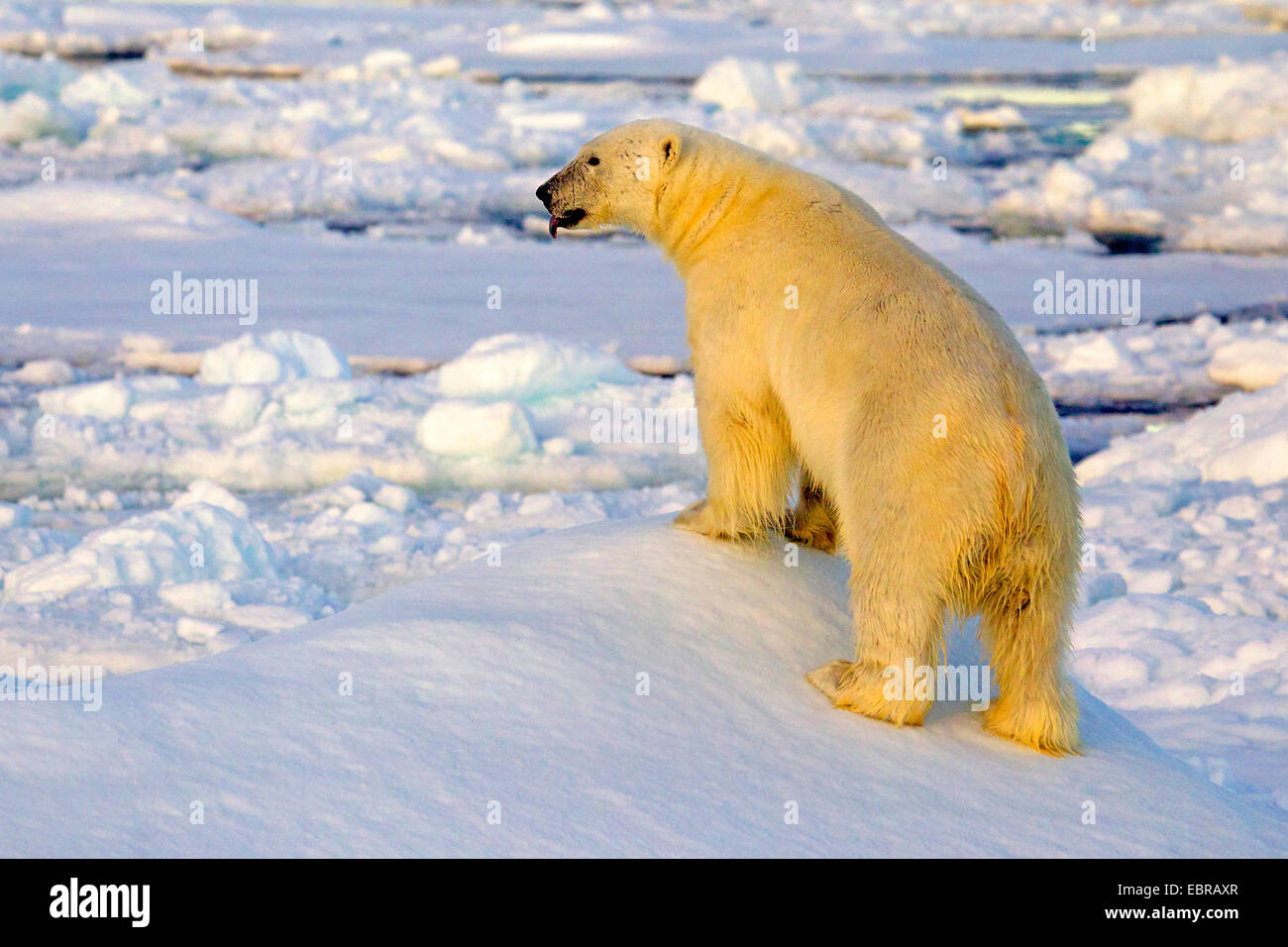 Orso polare (Ursus maritimus), arrampicata su ghiaccio floes, Norvegia Isole Svalbard Foto Stock