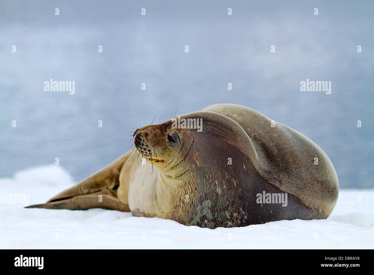 Guarnizione di Weddell (Leptonychotes weddelli), che giace in posizione laterale nella neve , Antartide, Suedgeorgien, Paradise Bay Foto Stock