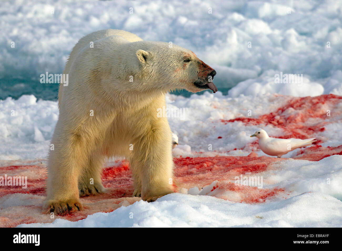 Orso polare (Ursus maritimus), sulla sanguinosa glaçon con gabbiano, Norvegia Isole Svalbard Foto Stock