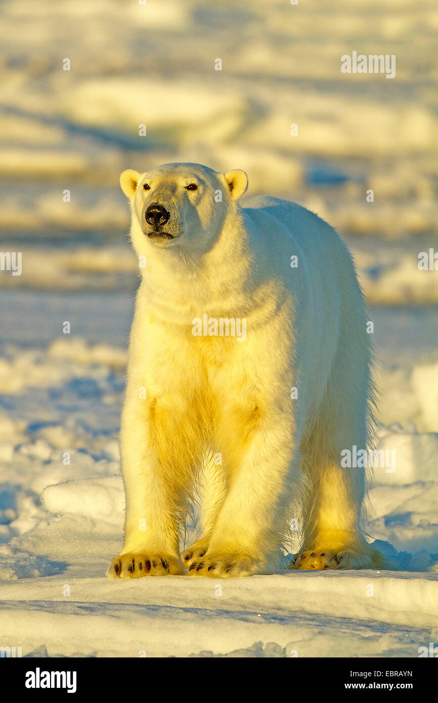 Orso polare (Ursus maritimus), nel suo habitat, Norvegia Isole Svalbard Foto Stock