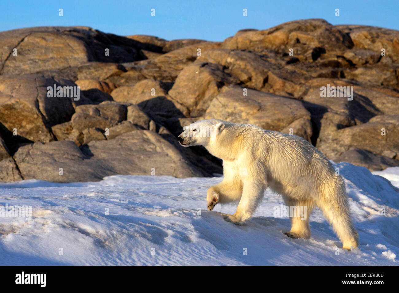 Orso polare (Ursus maritimus), passeggiate nel paesaggio polare, Norvegia Isole Svalbard Foto Stock