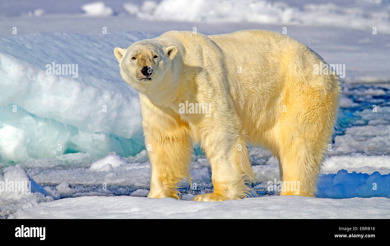 Orso polare (Ursus maritimus), sorge nel suo habitat, Norvegia Isole Svalbard Foto Stock