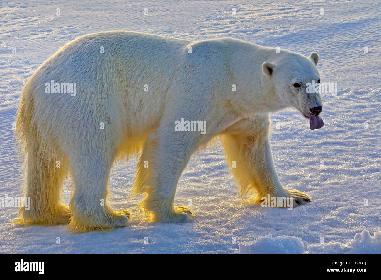 Orso polare (Ursus maritimus), con la lingua penzoloni, Norvegia Isole Svalbard Foto Stock