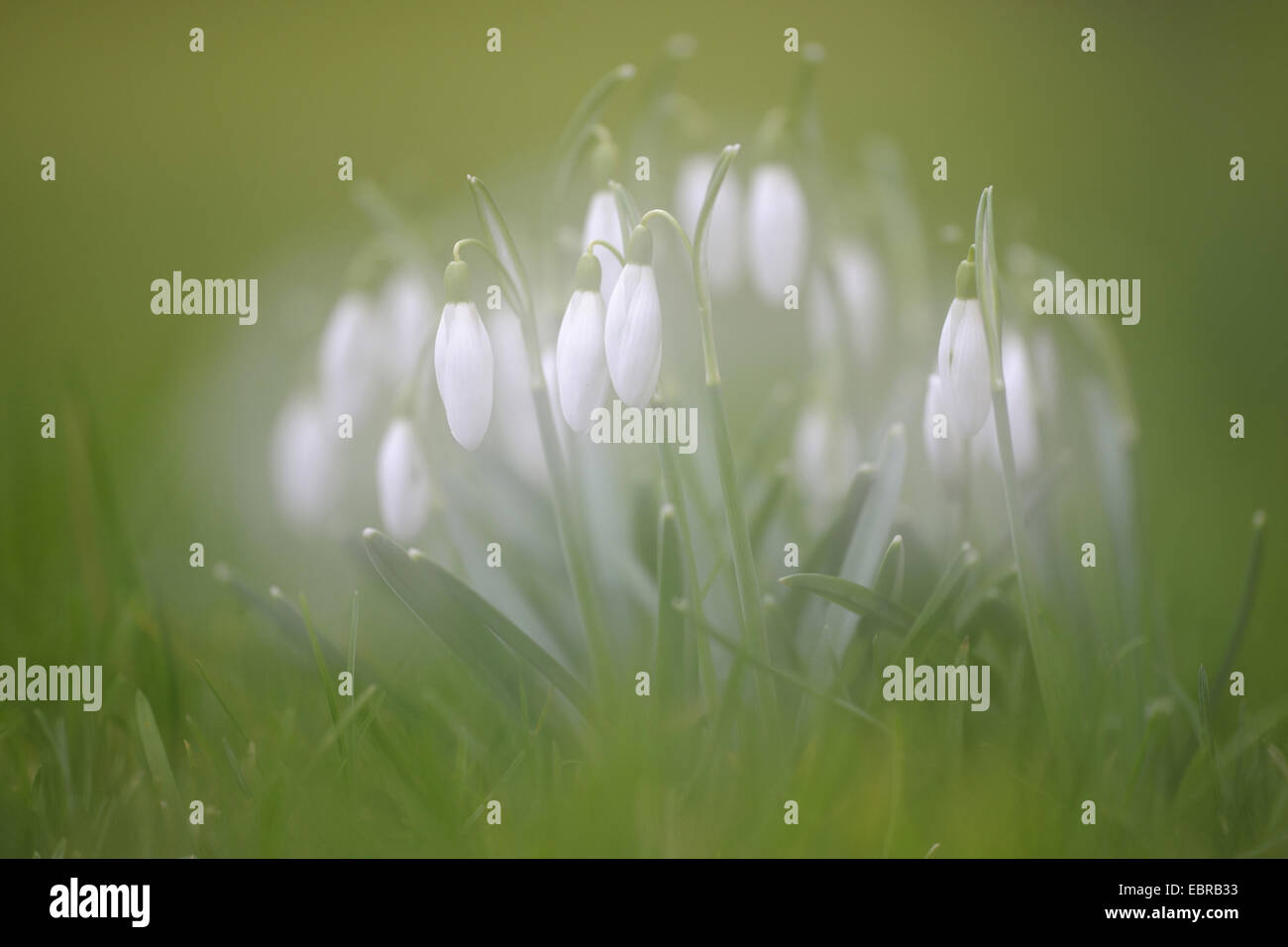 Comune (snowdrop Galanthus nivalis), soft-messa a fuoco su un gruppo di fioritura in un prato Foto Stock