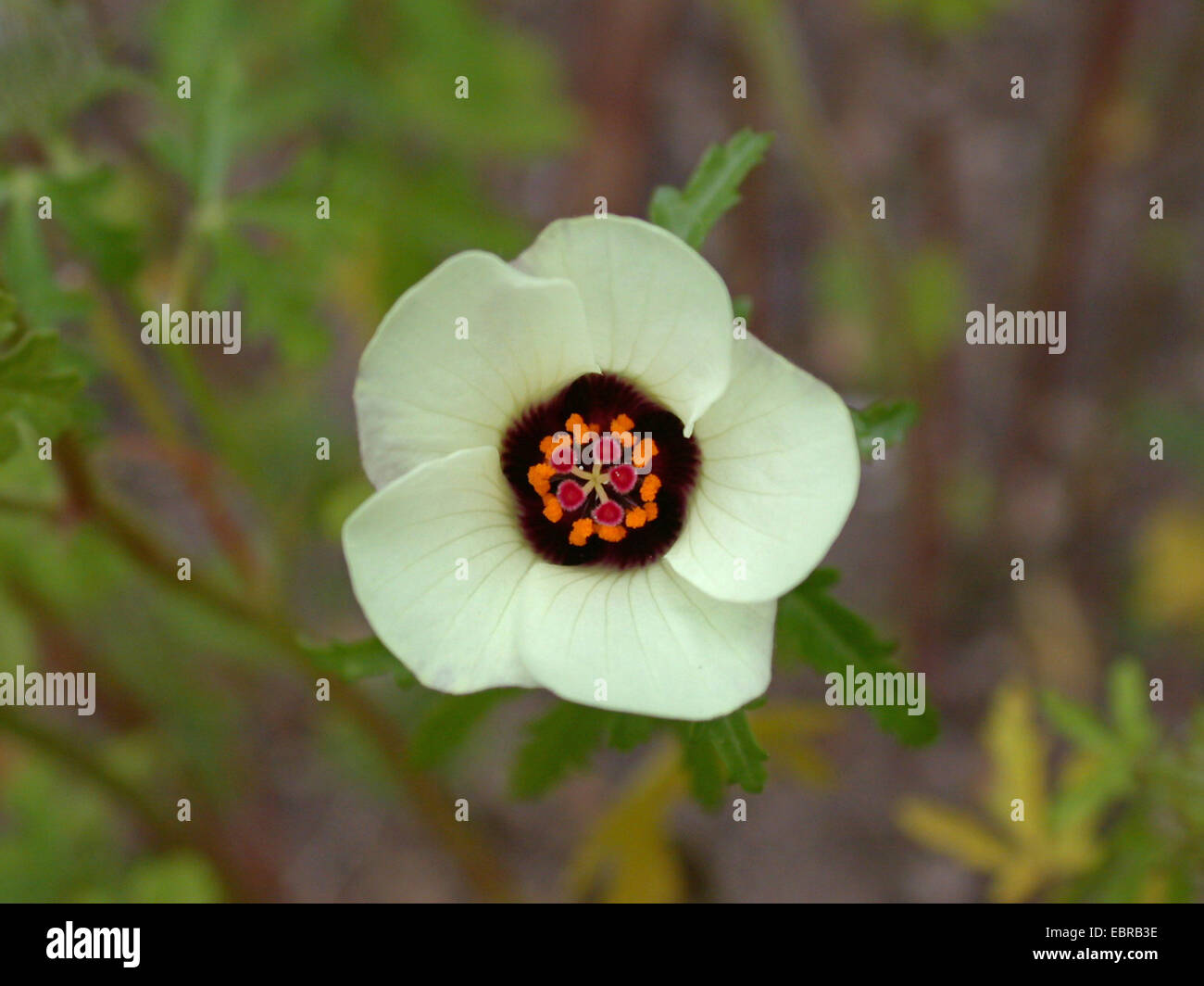 La vescica ketmia, fiore-di-un-ora, venezia malva (Hibiscus trionum), fiore Foto Stock