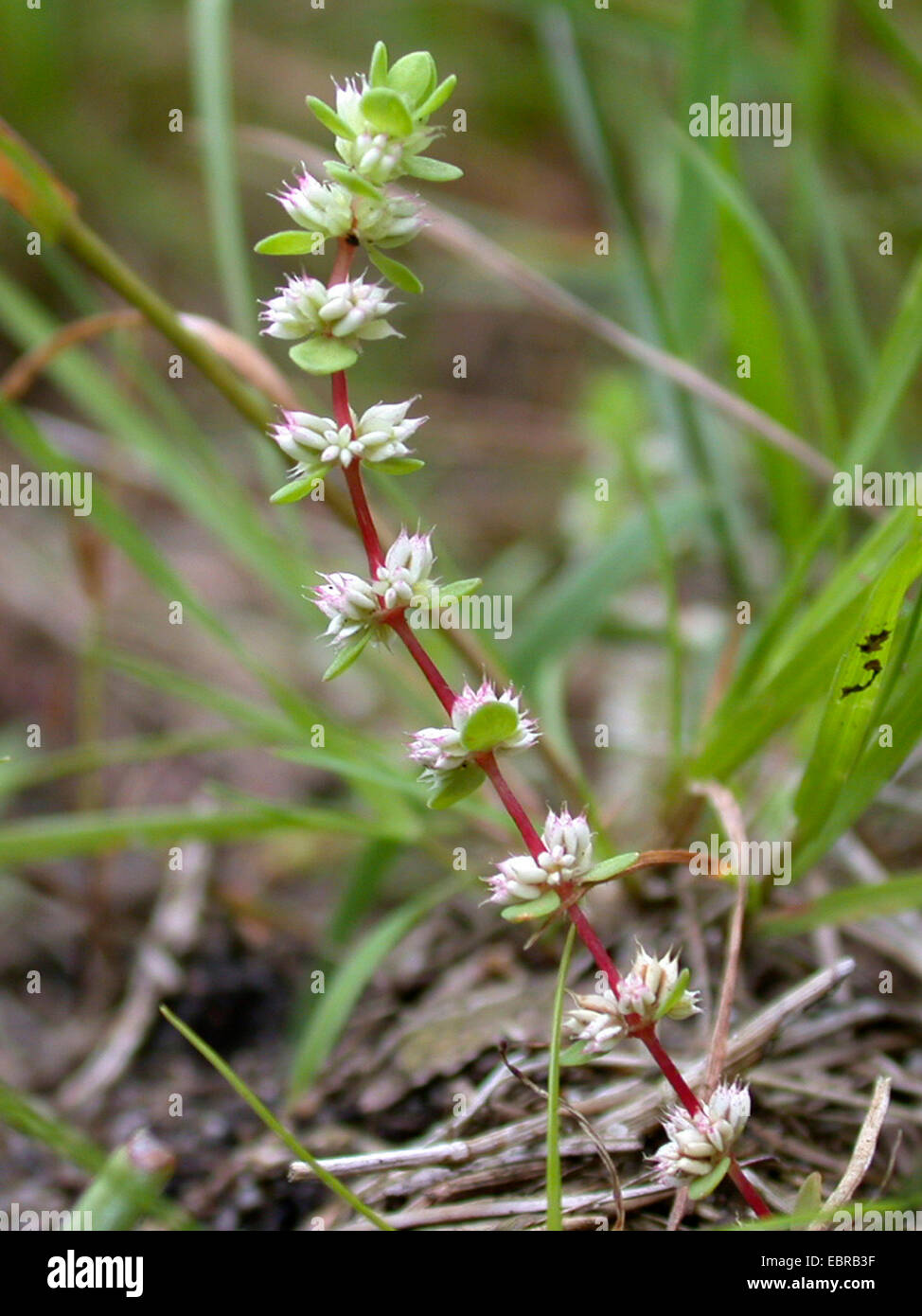 Coral-collana (Illecebrum verticillatum), fioritura, Germania Foto Stock