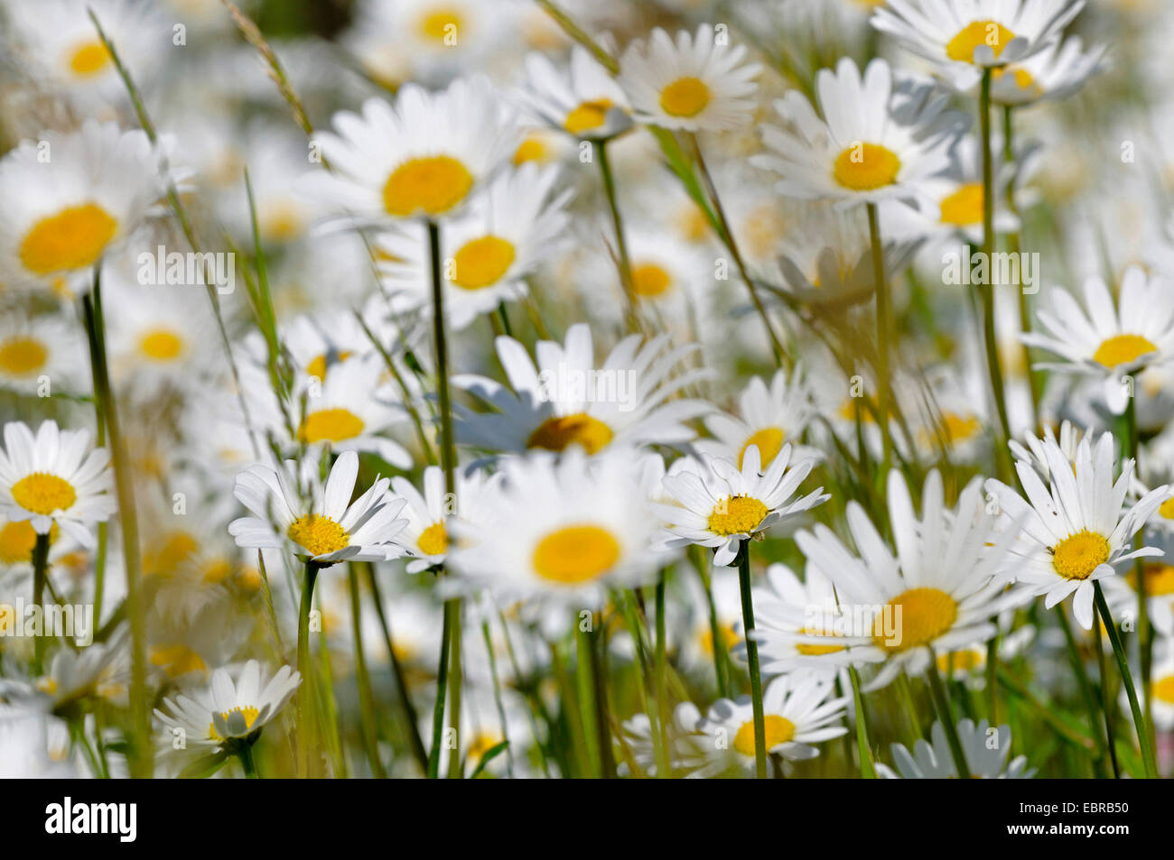 Oxeye daisy (crisantemo, leucanthemum Leucanthemum vulgare), prato daisys, in Germania, in Renania settentrionale-Vestfalia Foto Stock