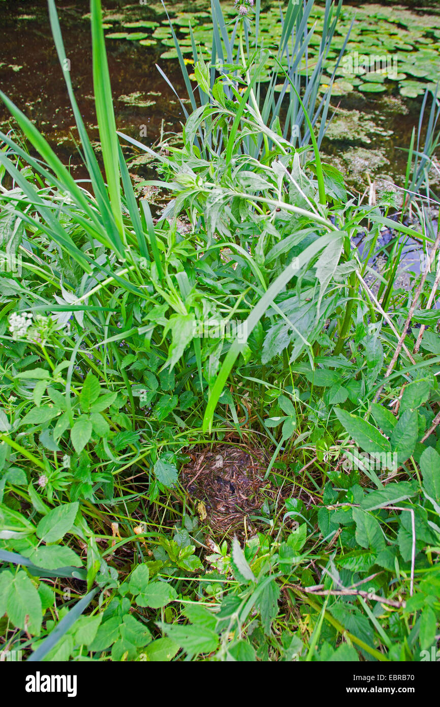 Il germano reale (Anas platyrhynchos), nido sul terreno sul lungomare, Germania Foto Stock