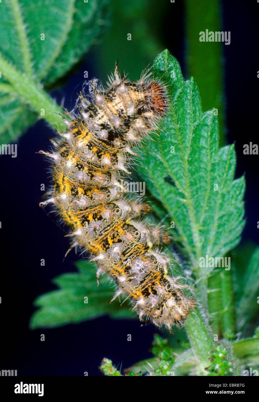 Red admiral (Vanessa Atalanta, Pyrameis atalanta), Caterpillar a uno stelo, Germania Foto Stock