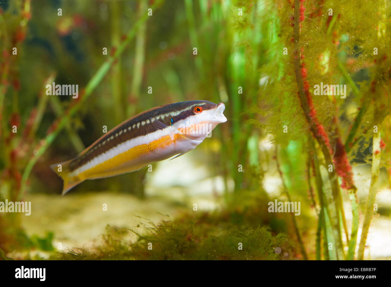 Mediterraneo donzelle, donzelle, Mediterraneo rainbowfish (Coris julis, Labrus julis), femmina Foto Stock