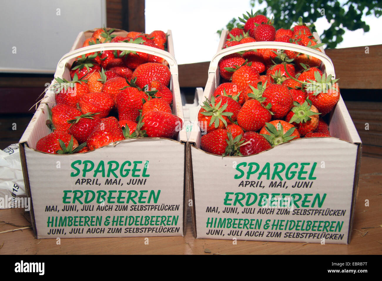 Hybrid fragola, giardino fragola (Fragaria x ananassa, Fragaria ananassa), fragola vendita per cesti con sé frutti raccolti , Germania Foto Stock