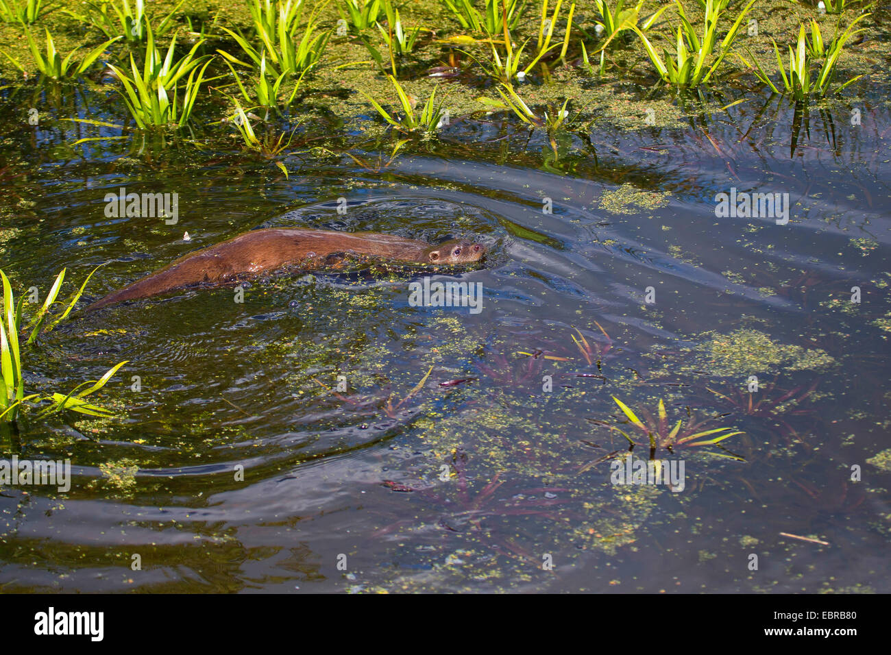 Unione Lontra di fiume, Lontra europea, lontra (Lutra lutra), nuoto femminile, Germania Foto Stock