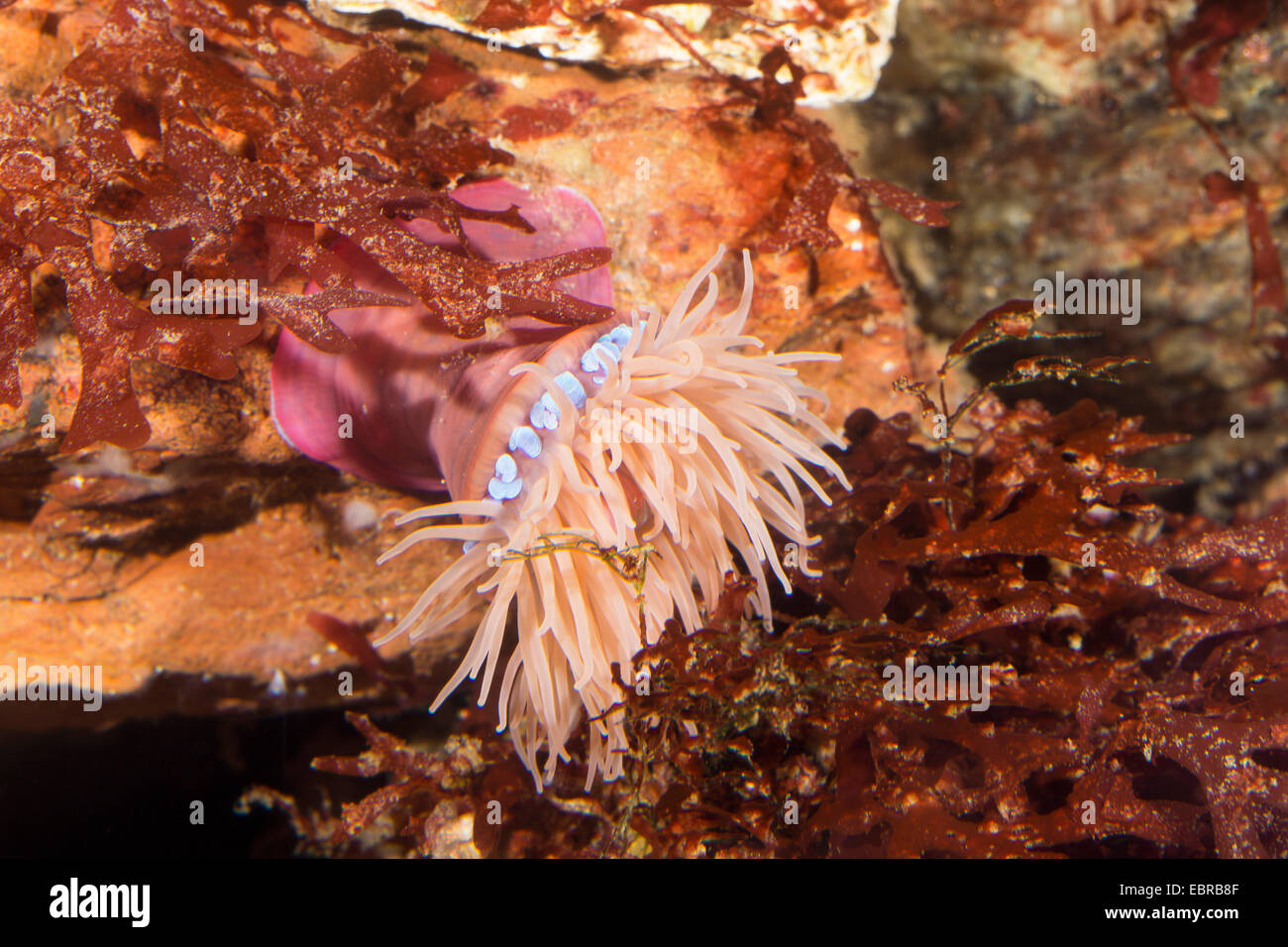 Beadlet anemone, Red sea anemone, prugna anemone, Beadlet-(anemone Actinia equina), su una pietra tra alghe marine Foto Stock